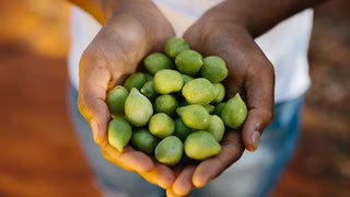 Kakadu Plum in Australia